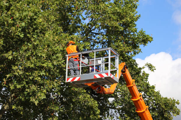 How Our Tree Care Process Works  in Granby, CO